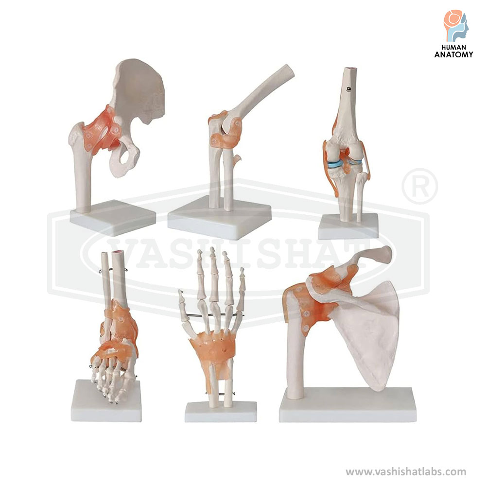 Functional Human Joint Model with Ligaments Set of 6